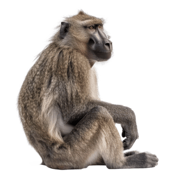 a baboon sitting on the ground with its legs crossed png