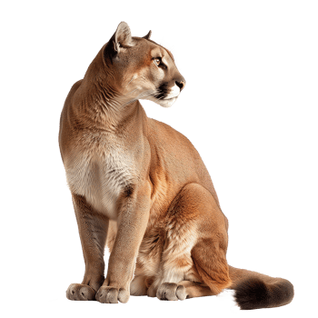 a cougar sitting on a transparent background png