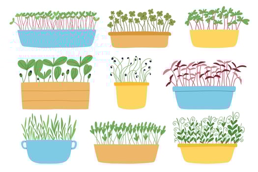 Hand drawn microgreens in pots. illustration in flat style isolated on white background. Micro green. Beets, lettuce, cabbage, sorrel, onion, radish, arugula, peas. Growing superfood at home. vector