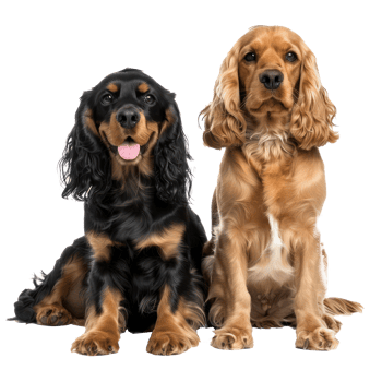 Cocker Spaniels full body isolate on transparent background png