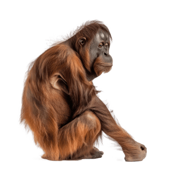 an orangutan sitting on the ground png