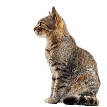a cat sitting on a transparent background png