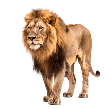 a lion standing on a transparent background png