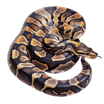 Ball Pythons pet side view full body isolate on transparent background, png