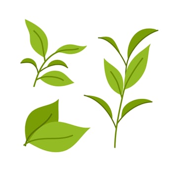 Set of illustrations green tea leaves and twigs. Ingredients for a hot drink. Matcha. Flat illustration on white background. vector