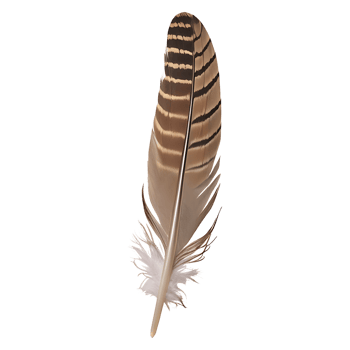 feather Icon transparent background png