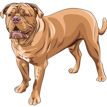 dog breed French Mastiff vector