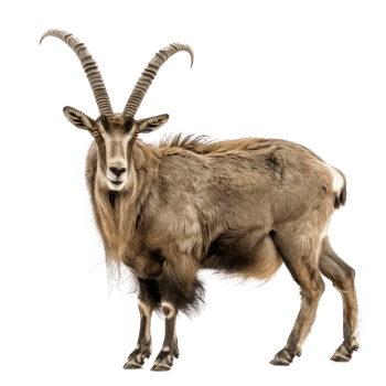 a goat with long horns standing on a white background png