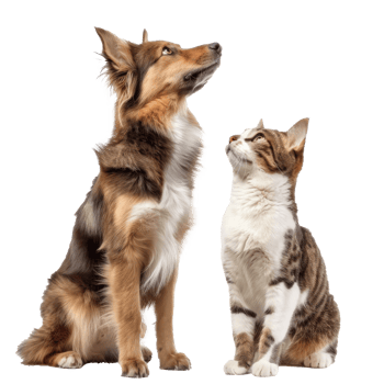 Attentive Dog and Cat Looking Up in Same Direction, standing full body isolate on white background png