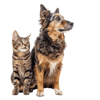 Dog and cat standing together full body isolate on white background png