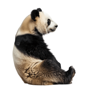 a panda bear sitting on its back on a white background png