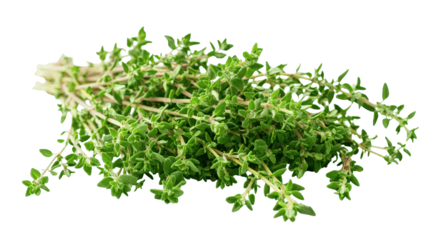A Bunch of Fresh Thyme with Tiny Green Leaves Suitable for Culinary Arts, Herb Gardens, and Natural Medicine Use. png