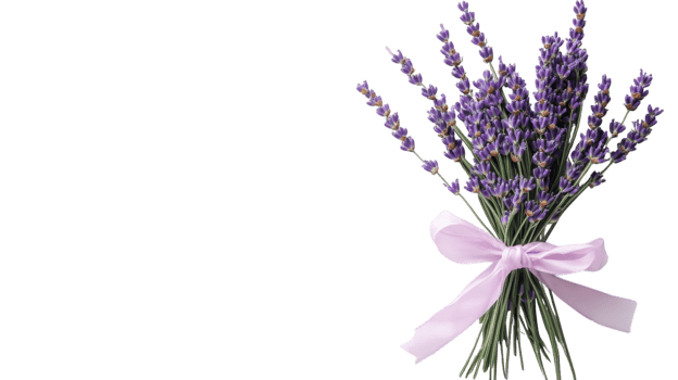 Beautiful Bundle of Lavender Flowers Tied with a Ribbon Perfect for Home Decor, Weddings, and Floral Arrangements. png