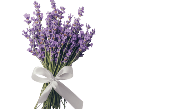 Beautiful Bundle of Lavender Flowers Tied with a Ribbon Perfect for Floral Arrangements, Home Decor or DIY Crafting Projects. png