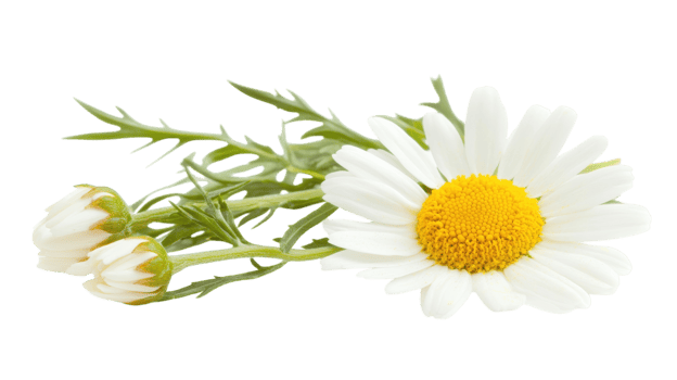 A Fresh Daisy Featuring a Vibrant Yellow Center, Perfect for Nature Designs and Floral Themes in Various Creative Projects. png