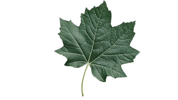 Close-Up Shot of a Fresh Green Leaf Highlighting Its Veins Perfect for Nature-Themed Projects, Educational Materials, and Eco-friendly Designs. png