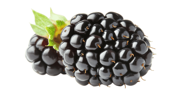 A Stunning Ripe Blackberry Surrounded by Lush Greenery Perfect for Food Photography and Culinary Blogs. png