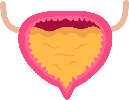 Full urinary bladder png