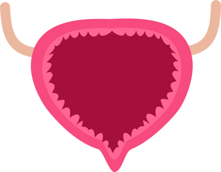 Empty urinary bladder png