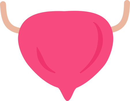 Normal urinary bladder png