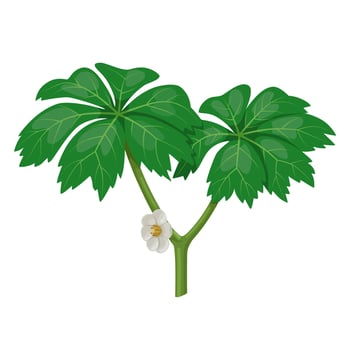 Illustration of Mayapple plant, scientific name Podophyllum peltatum, isolated on white background. vector