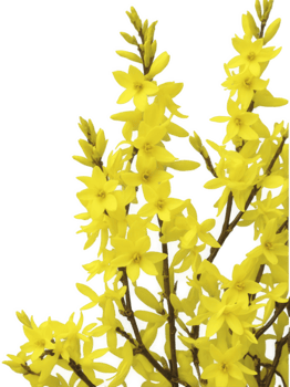 Forsythia , Forsythia spp. A deciduous shrub that blooms with bright yellow flowers in early spring, often before the leaves emerge. png