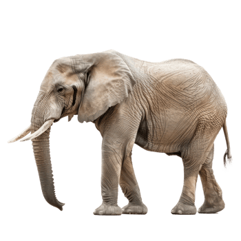 elephant standing on a white background png
