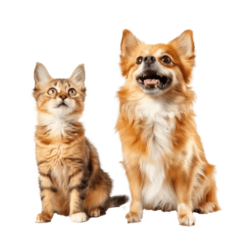 Dog and cat smiling while looking up same direction, full body isolate on white background png