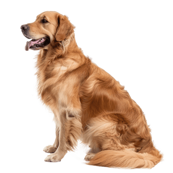 Golden Retrievers side view full body isolate on transparency background png