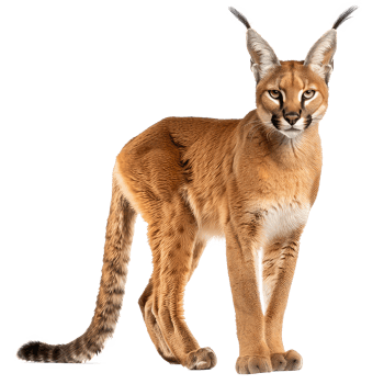 a caracal is standing on a transparency background png