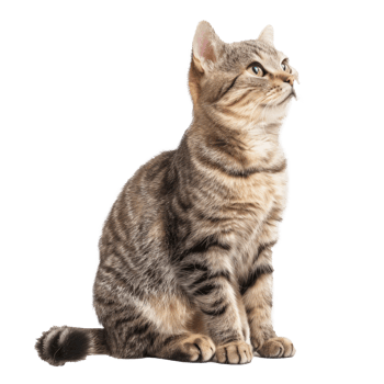 cat full body isolate on white background png