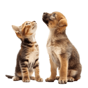 Curious Kitten and Puppy standing looking up same direction isolate on transparency background, png