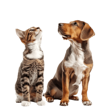 Curious dog and cat standing looking up same direction isolate on transparency background png