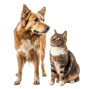 Dog and cat standing together full body isolate on transparency background png