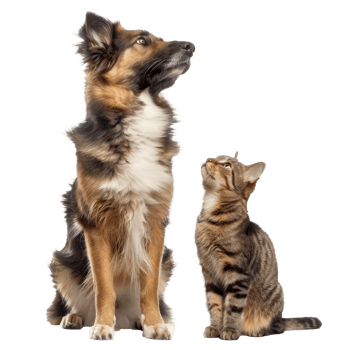Attentive Dog and Cat Looking Up in Same Direction, standing full body isolate on transparency background png