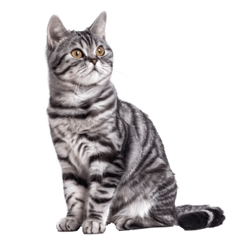 American Shorthairs cat pet front view full body isolate on transparency background png