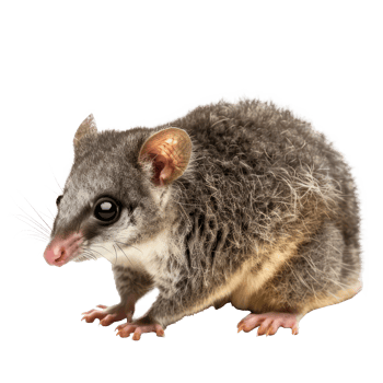 a small possum is standing on its hind legs png