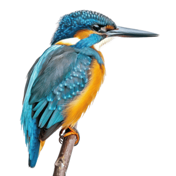 Kingfisher side view full body isolate on transparency background png