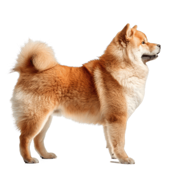 shiba inu dog standing on transparency background png
