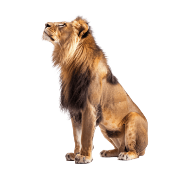 lion sitting on the ground, looking up png