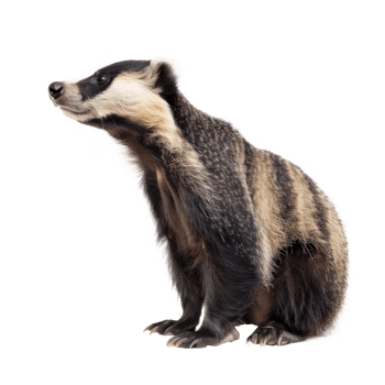 badger isolate on transparency background png