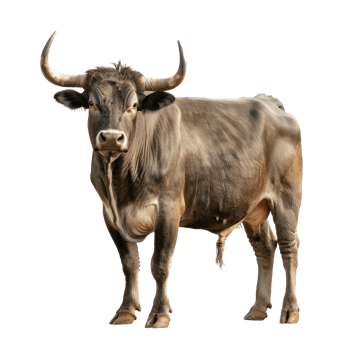 a bull is standing on a transparency background png