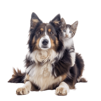 Smiling Small cat sitting on the dog, full body isolate on white background png