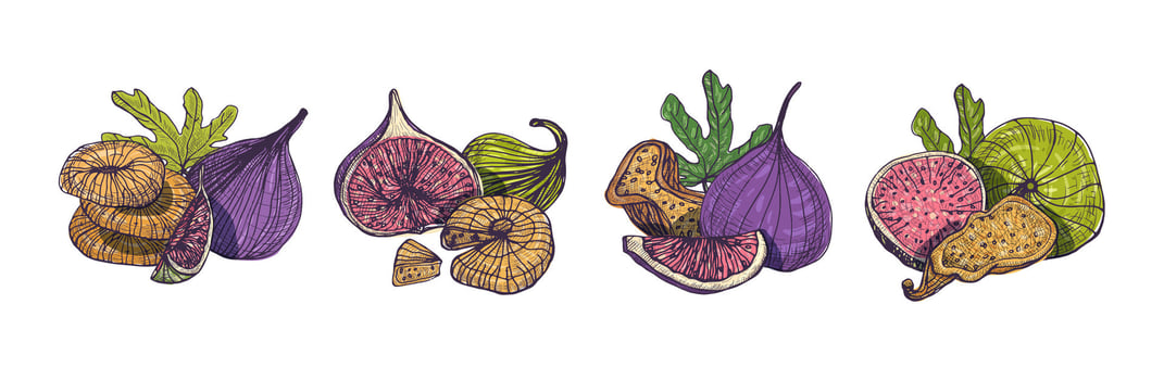 Collection of elegant detailed natural drawings of fig isolated on white background. Bundle of whole and cut exotic dried fruits hand drawn in beautiful antique style. Colorful illustration vector