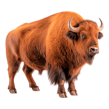 Majestic Bison Standing in a Natural Habitat Surrounded by Grass png