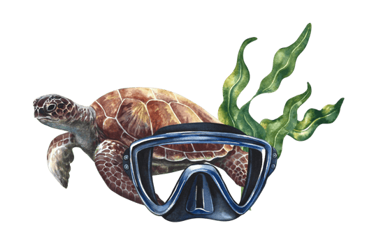 Diving. Diver's mask, sea turtle and algae. A hand-drawn watercolor illustration. A turtle swimming in corals. Isolate it. For postcards, prints, stickers, flyers and banners. png