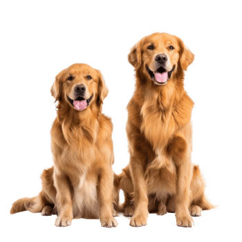 Golden Retrievers front view full body isolate on white background png