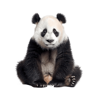 a panda bear sitting on the ground with its paws up png