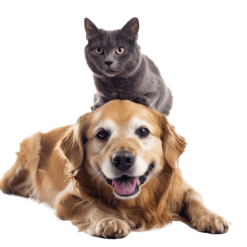 Smiling Small cat sitting on the dog, full body isolate on white background png