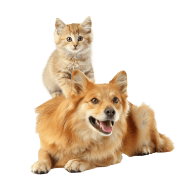 Smiling Small cat sitting on the dog, full body isolate on white background png